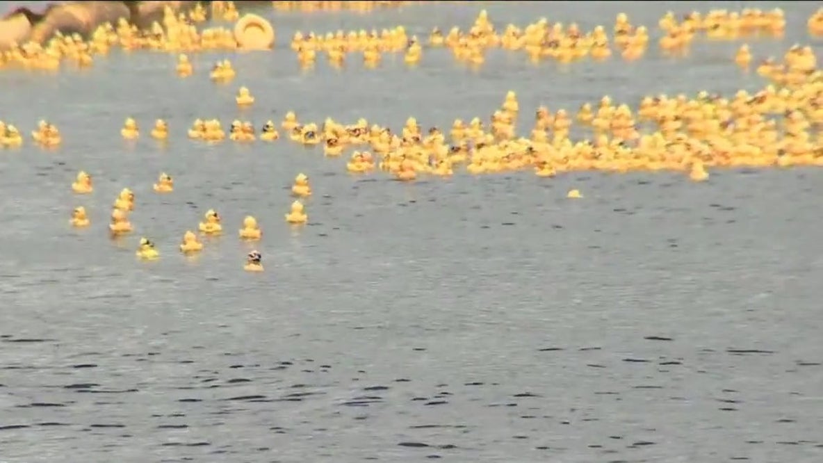 Incredible Duck Race returns on Saturday